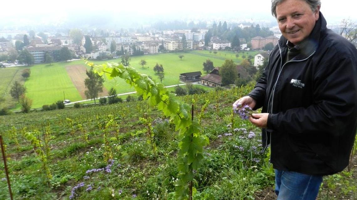 Luzerner Wein: Grössere Mengen mit besserer Qualität
