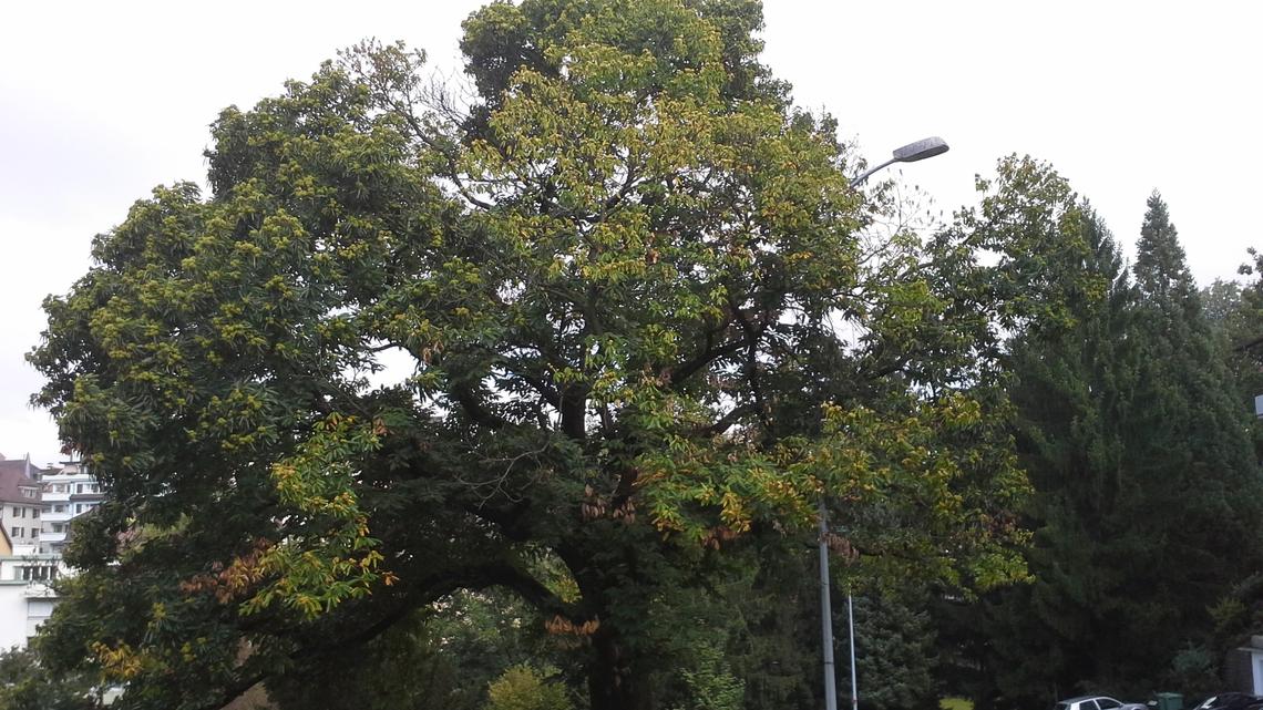 Stadt möchte krebskranken Baum retten