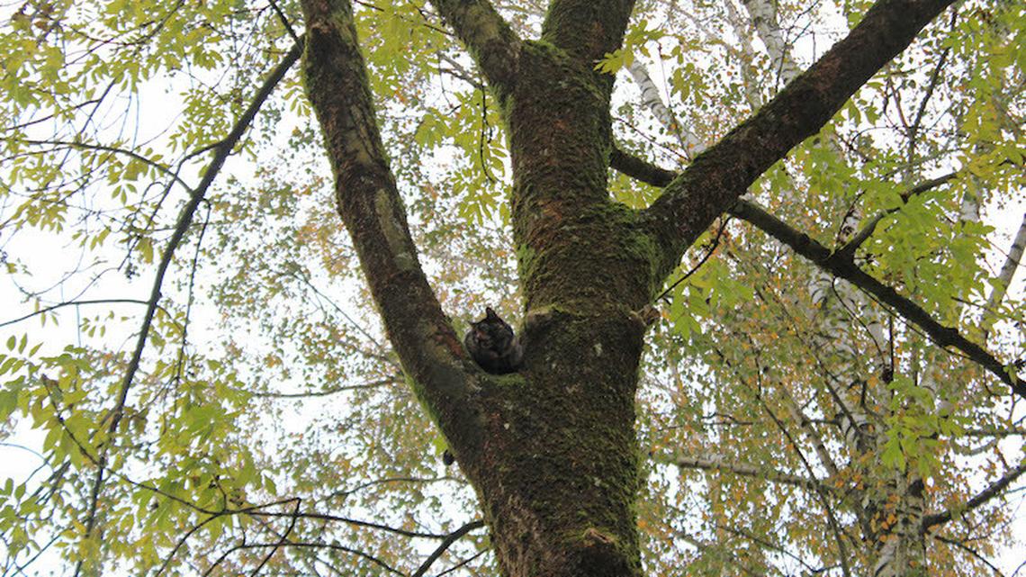 Klassiker: Katze vom Baum gerettet