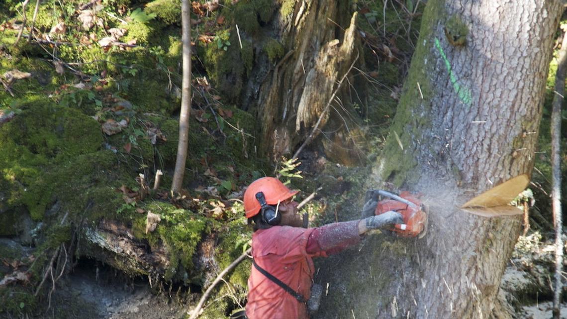Waldschäden bei Schangnau-Marbach werden behoben