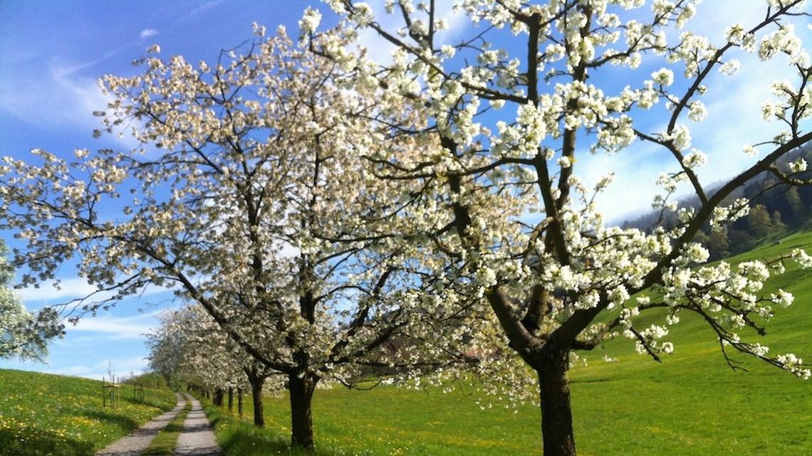 Spazierwanderung als Frühlingsfest: Immensee-Weggis