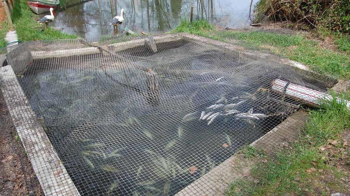 Frischwasserzufuhr unterbrochen: 800 Fische verendet