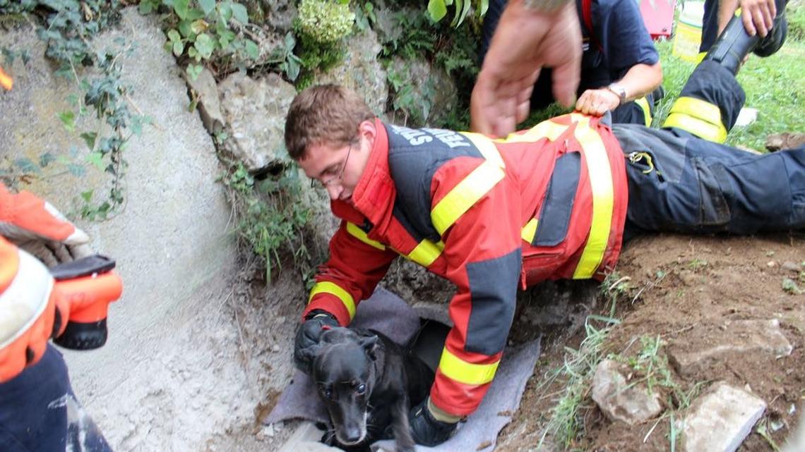 Feuerwehr befreit Hund aus Abflussrohr
