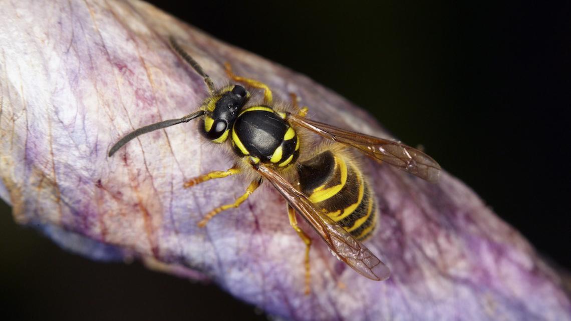 Friedliches Zusammenleben mit Wespen: Unmöglich?