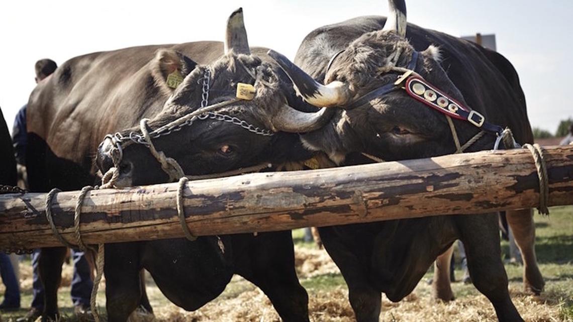 Stierenmarkt Zug: Züchter sehen wegen Zertifikatspflicht rot