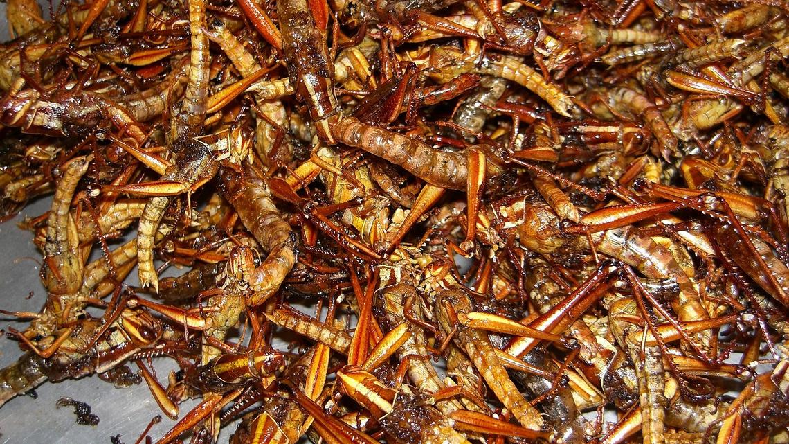Insekten – auf dem Teller, im Garten und im Haus