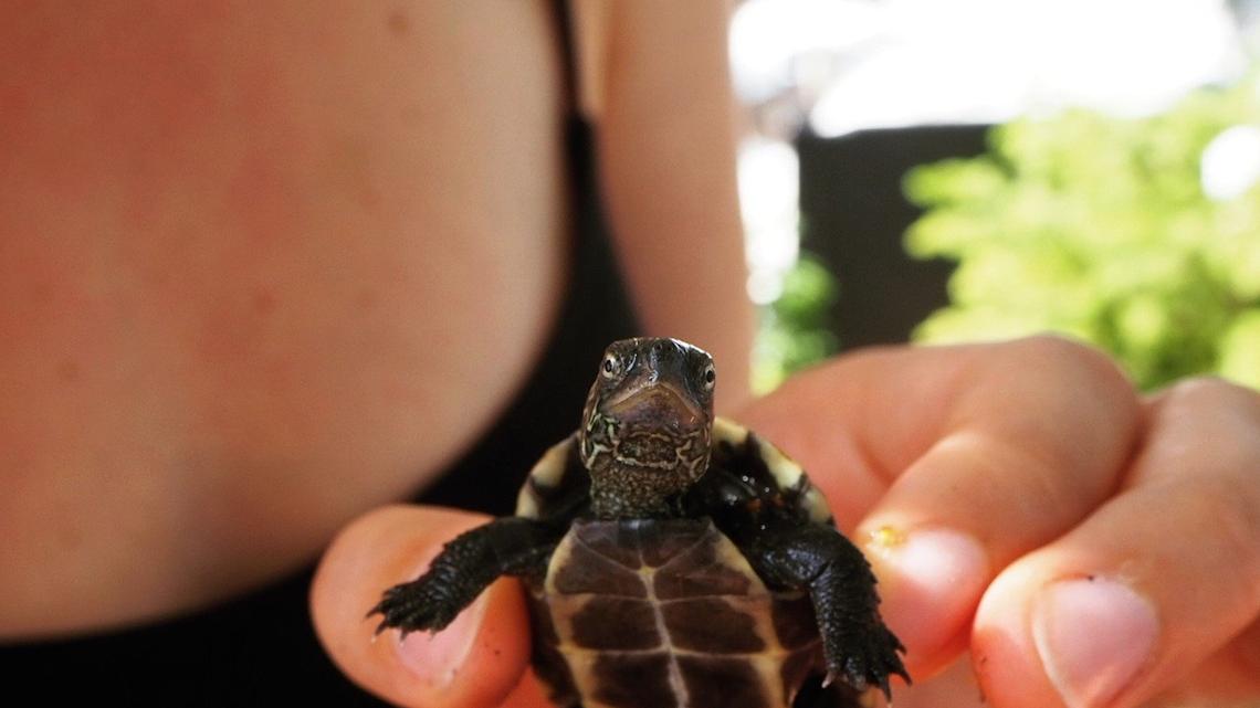 Luzernerin findet chinesische Schildkröte im Vierwaldstättersee