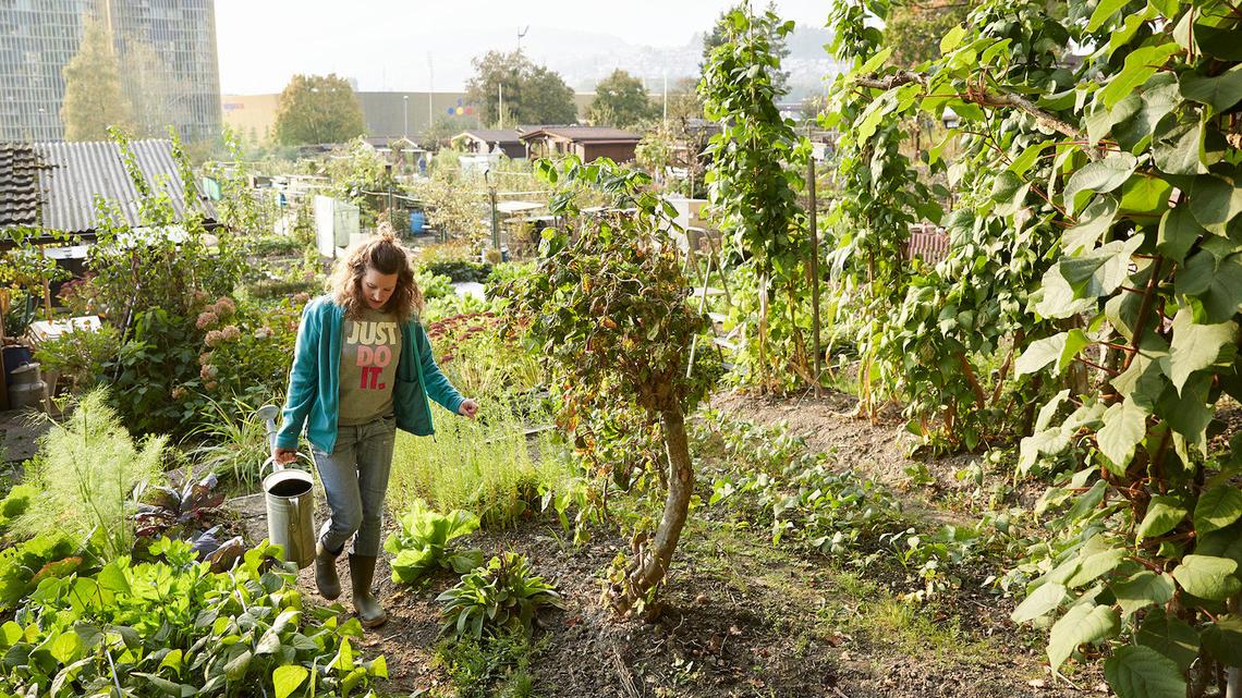 Schrebergärten: Zwischen heiler Welt und geklautem Gemüse