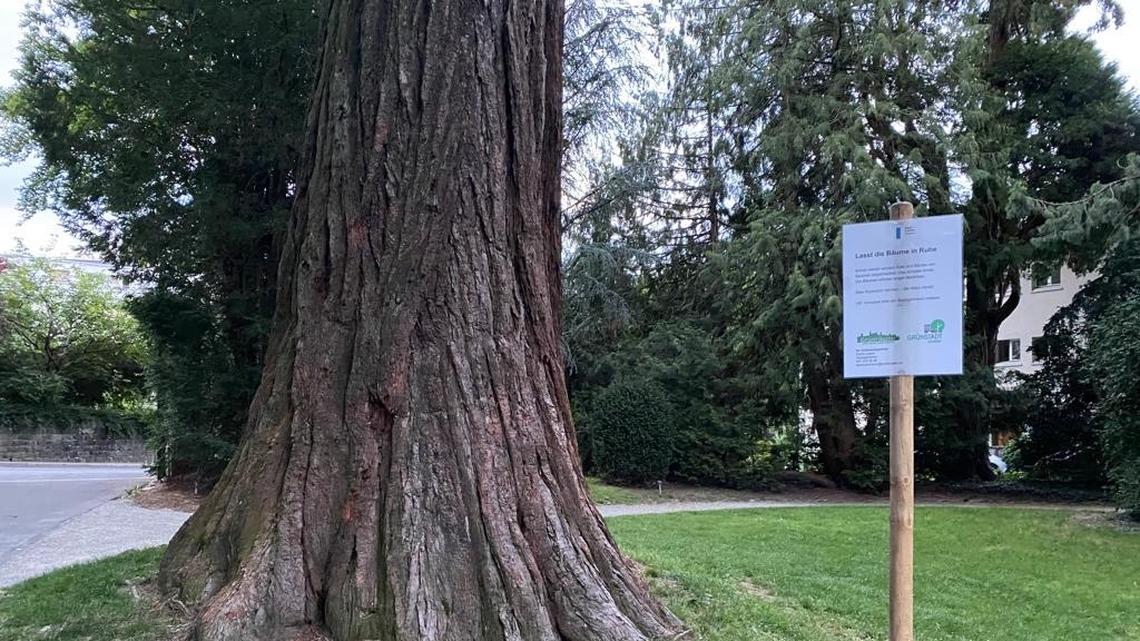 Spaziergänger gefährden geschützte Bäume im Luzerner Wettsteinpark