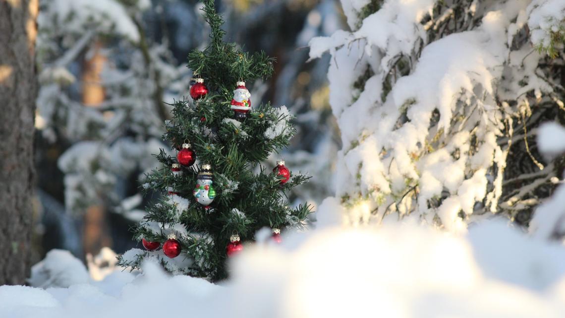 Waldweihnachten – richtig schön Feiern im Wald