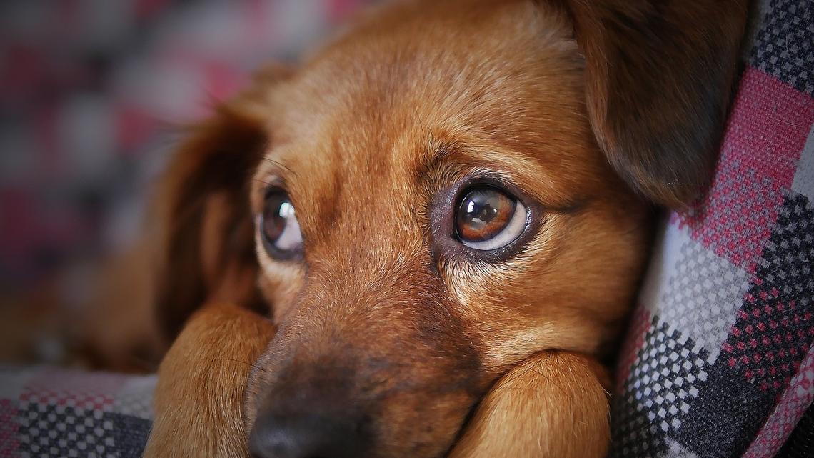 Kantonsgericht Luzern bestätigt Hundeverbot für Mutter und Tochter