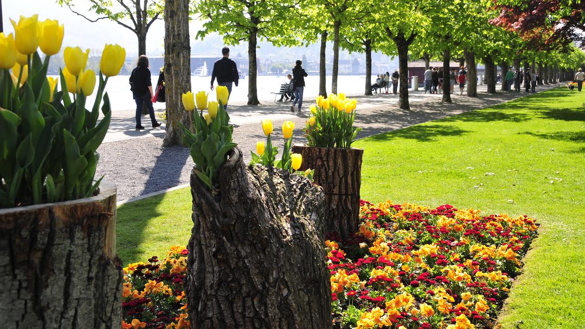 Die Stadt Luzern erblüht allmählich in allen Farben