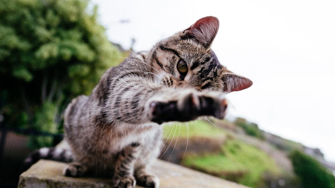 Umweltthemen im Stadtparlament: Katzen und Grillieren