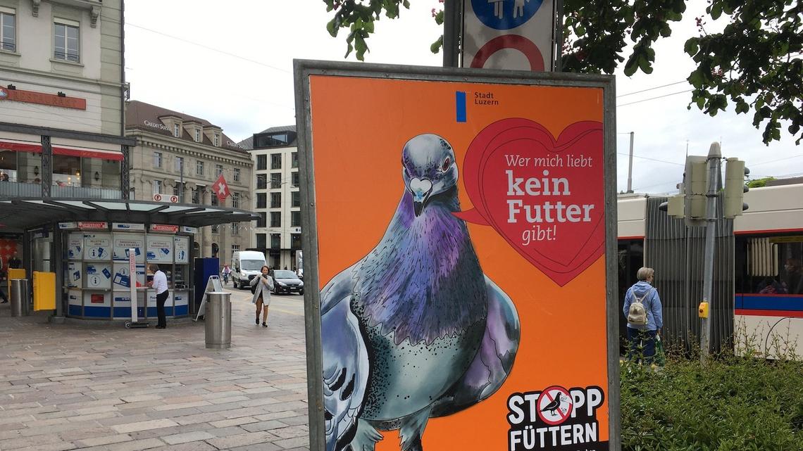 Der «Kampf» zwischen Luzern und den Tauben geht in die nächste Runde