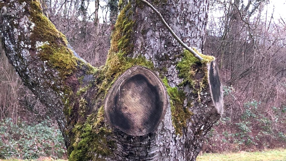 Lebt auch in diesem Baum ein kleines Erdmanndli?