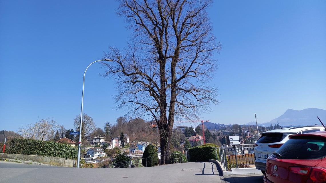 Markanter Einzelbaum an der Stollbergstrasse