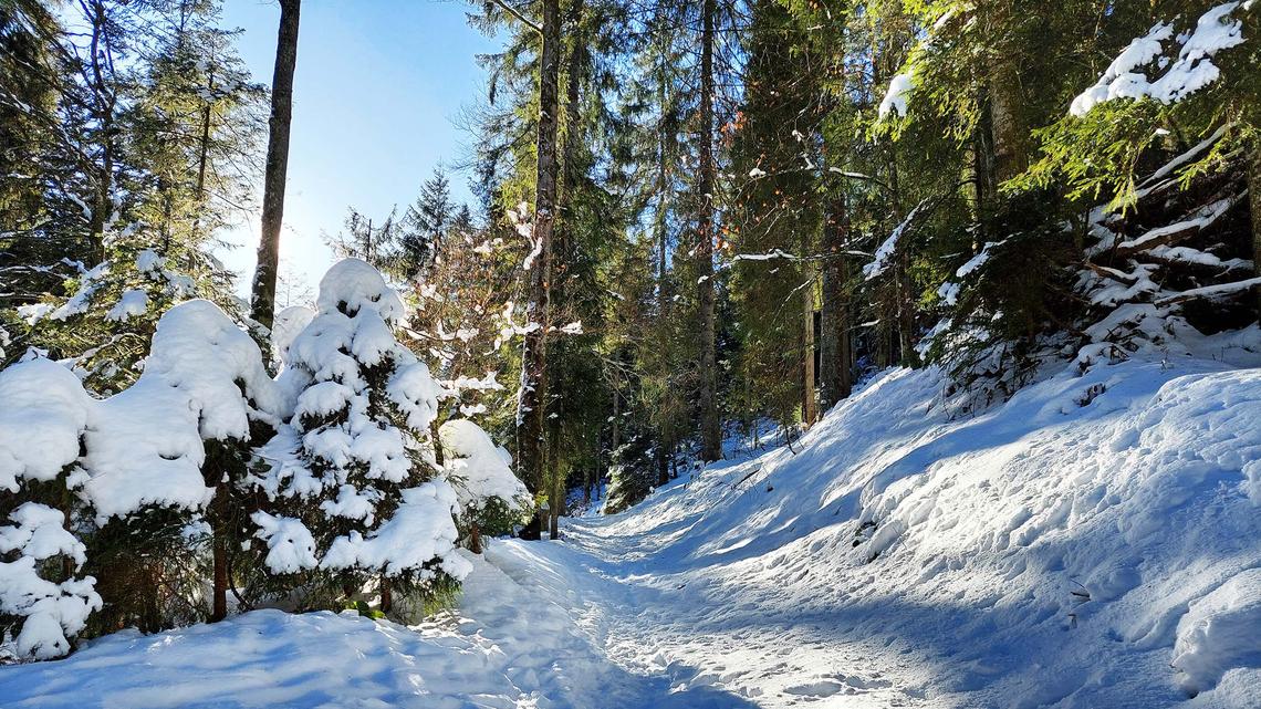 Im ersten Teil der Rundwanderung auf den Gottschalkenberg ging es durch schön verschneite Wälder.