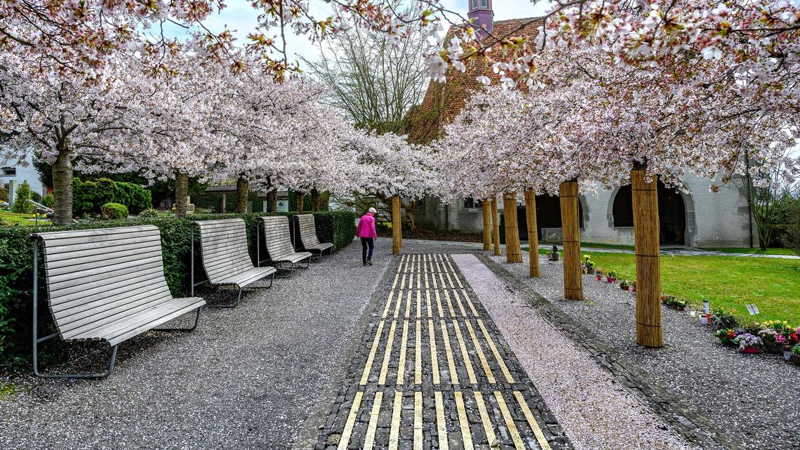 Die Kirschblüten zeugen vom Frühlingsbeginn (Frühling 2022).