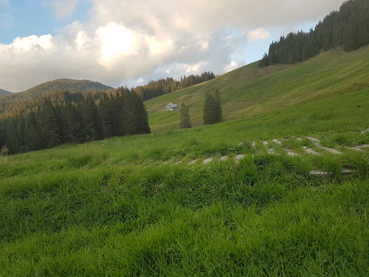 Der Zugang zu den drei Lauenberger Alpen in Finsterwald ist ein juristischer Zankapfel.