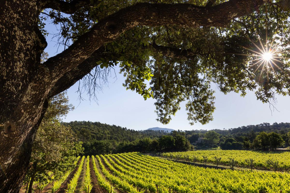 Eines der Weingüter von Georges Lucas ist «Château Margüi» in der französischen Provence.