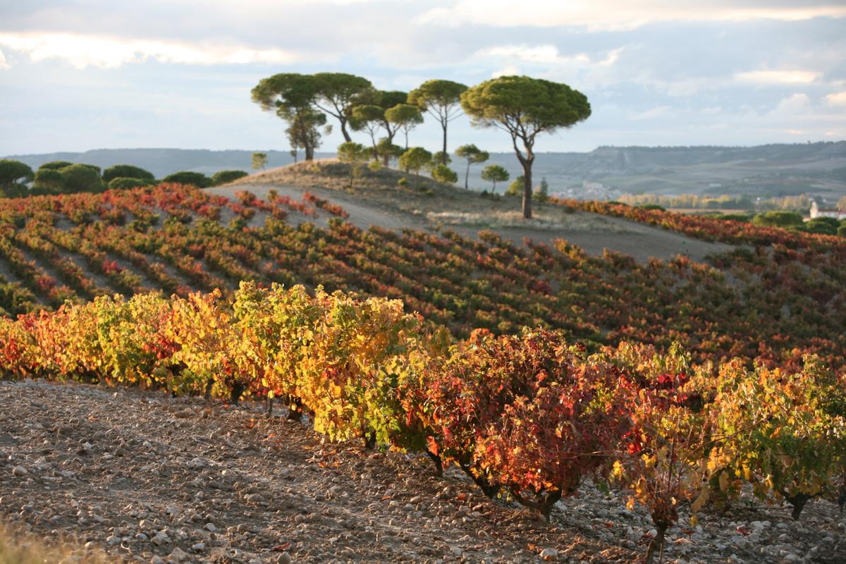 Die spanische Bodega «Vega Sicilia» ist vor allem für ihr Weingut in der Ribera del Duero bekannt.
