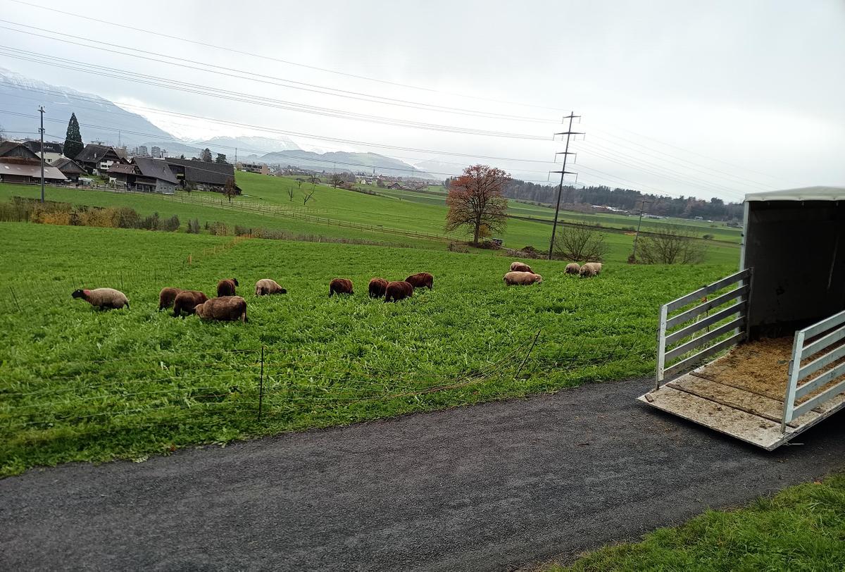Ueli Staub hat seine Mutterschafherde nach Steinhausen gebracht. Dort grasen sie die Flächen eines anderen Betriebs ab, um das Gras zu nutzen.
