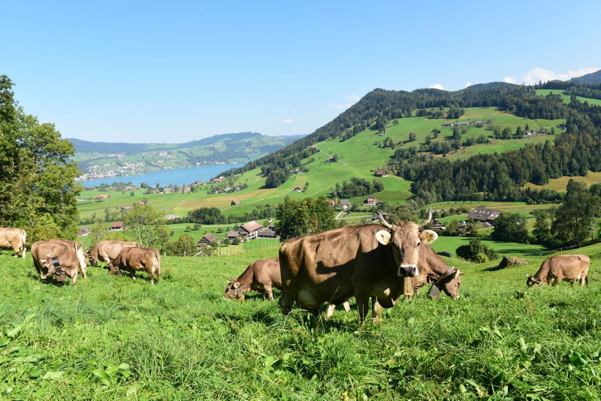 Unsere Hornkühe mit schöner Aussticht und den Trichlen im Sommer 2022 auf der Weide.