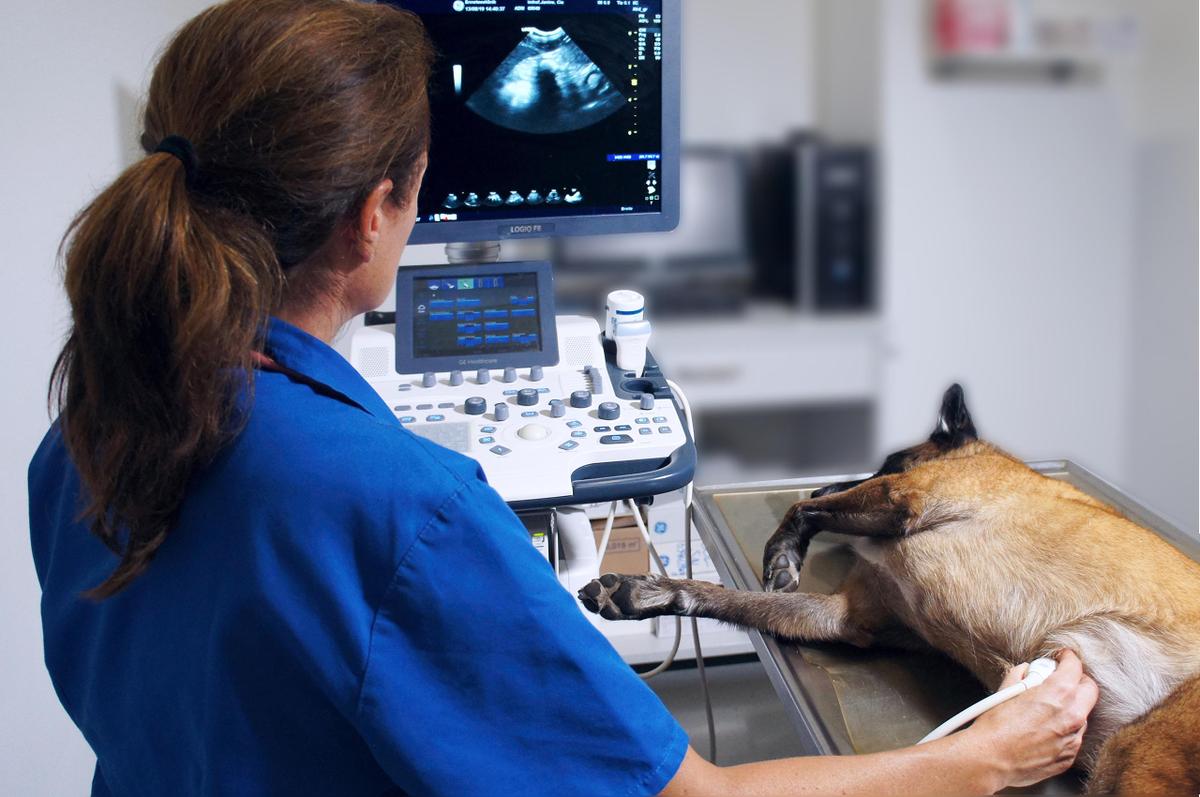 Auch bei Hunden und Katzen werden Ultraschallbilder aufgenommen.
