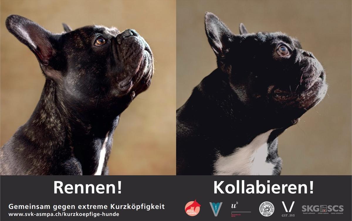 Die Kampagne «Gemeinsam gegen extreme Kurzköpfigkeit bei Hunden» des SVK aus dem Jahr 2018.