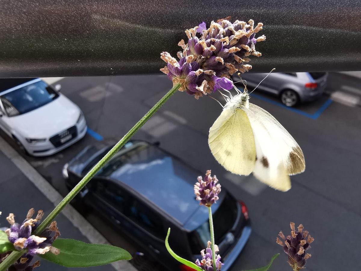 Der Lavendel ist zwar nicht einheimisch, blüht aber über Monate und bietet vielen Insekten Nahrung.