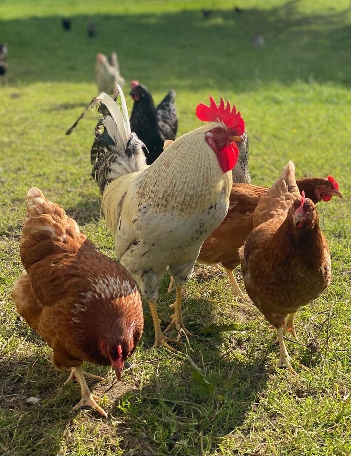 Hahn Henry mit seiner Hühnerschar im Freien.