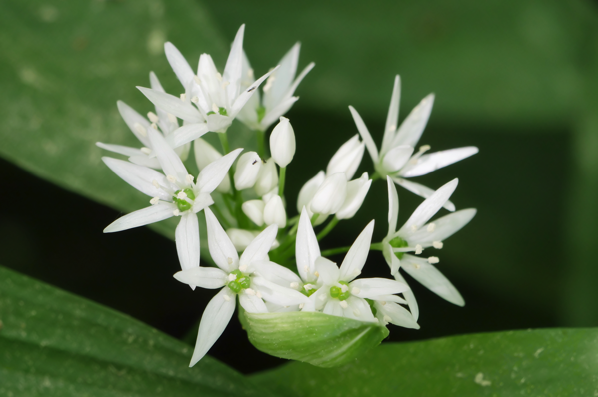 Blüte eines Bärlauchs