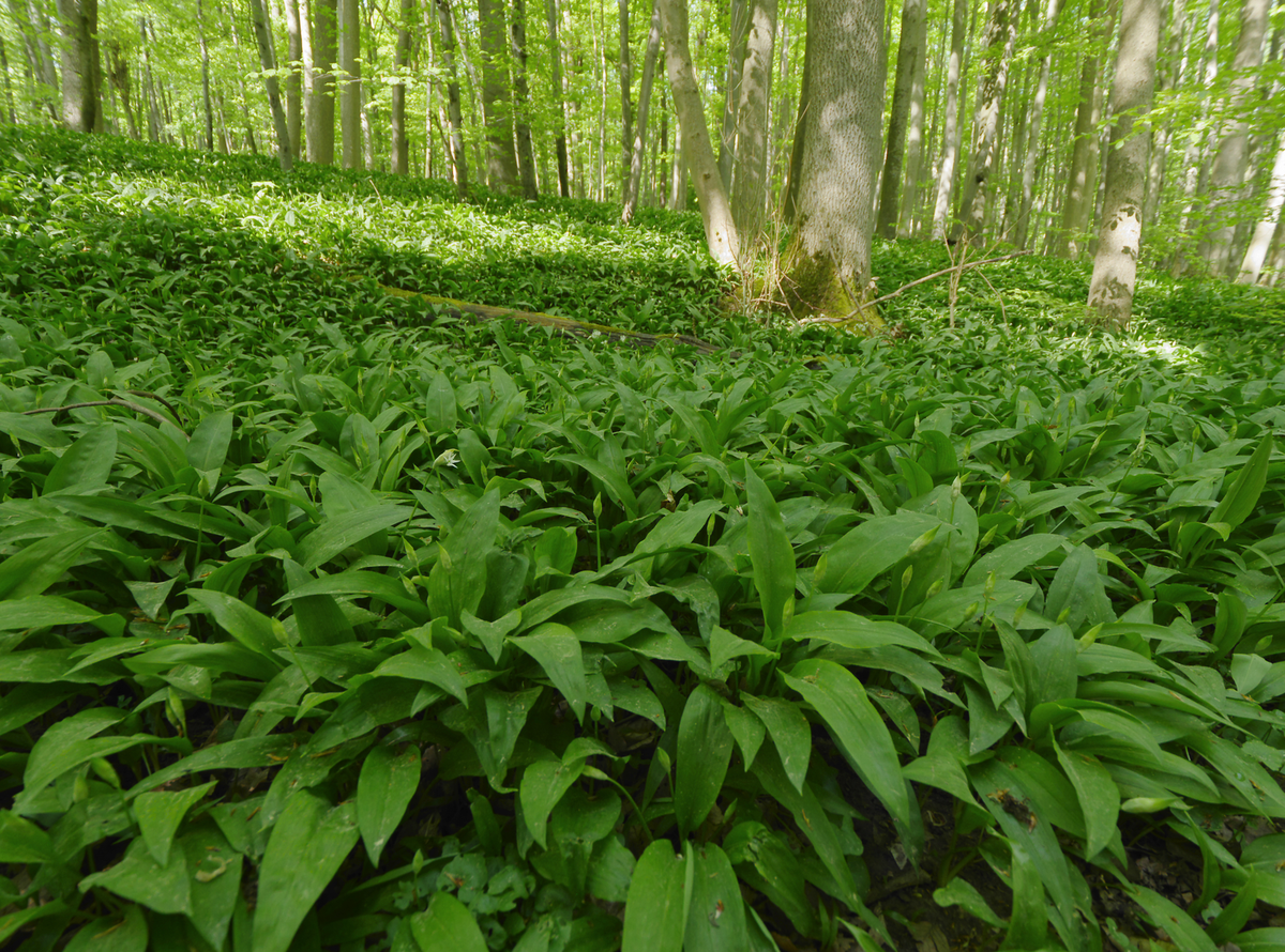 Bärlauch im Wald.