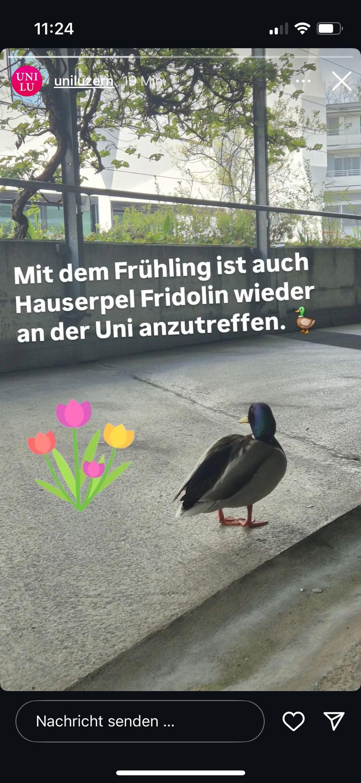 Ente an Uni Luzern