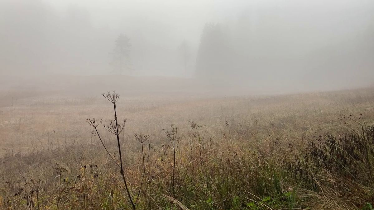Was im Meggerwald in diesem Frühling alles wachsen wird, ist noch ungewiss.