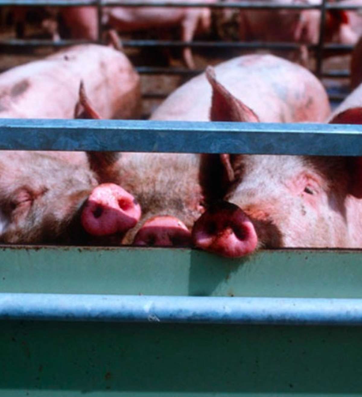 Schweine sollen in Luzerner Ställen zu wenig Platz haben