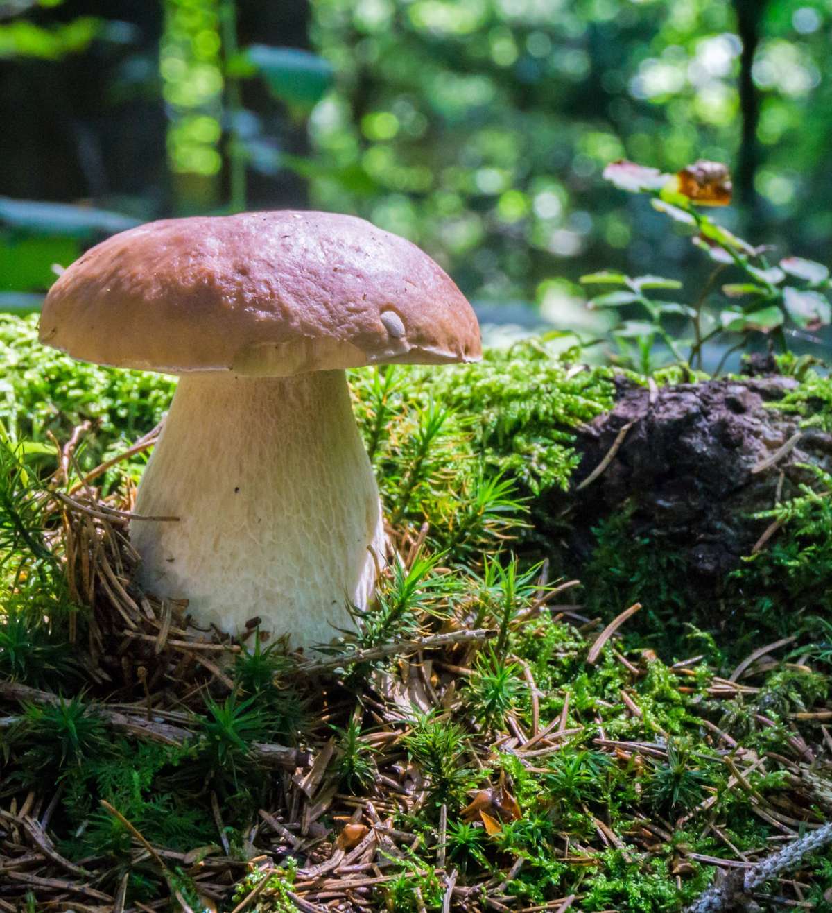 Luzerner Pilze: Gratwanderung zwischen Genuss und Gefahr