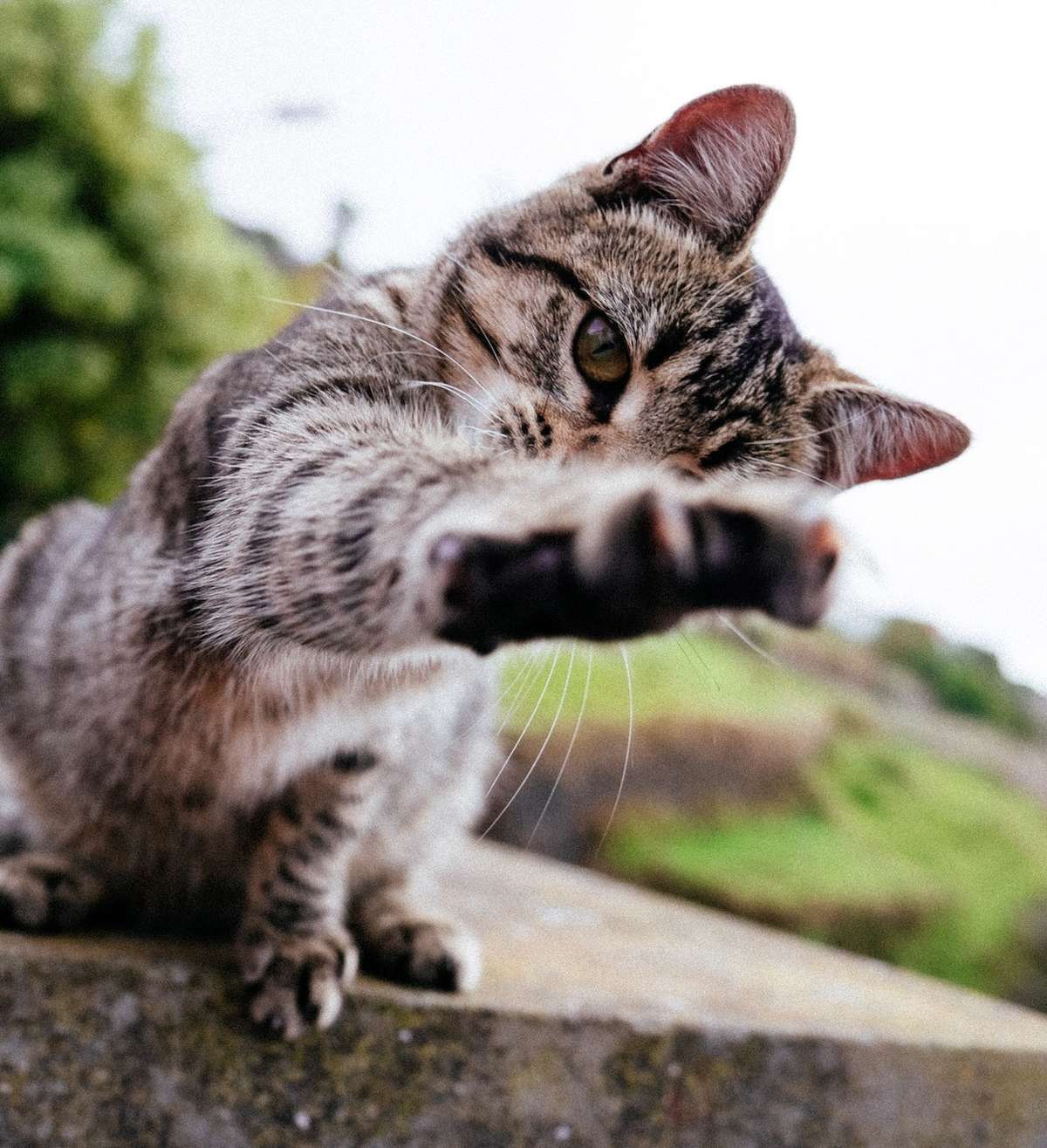 Umweltthemen im Stadtparlament: Katzen und Grillieren