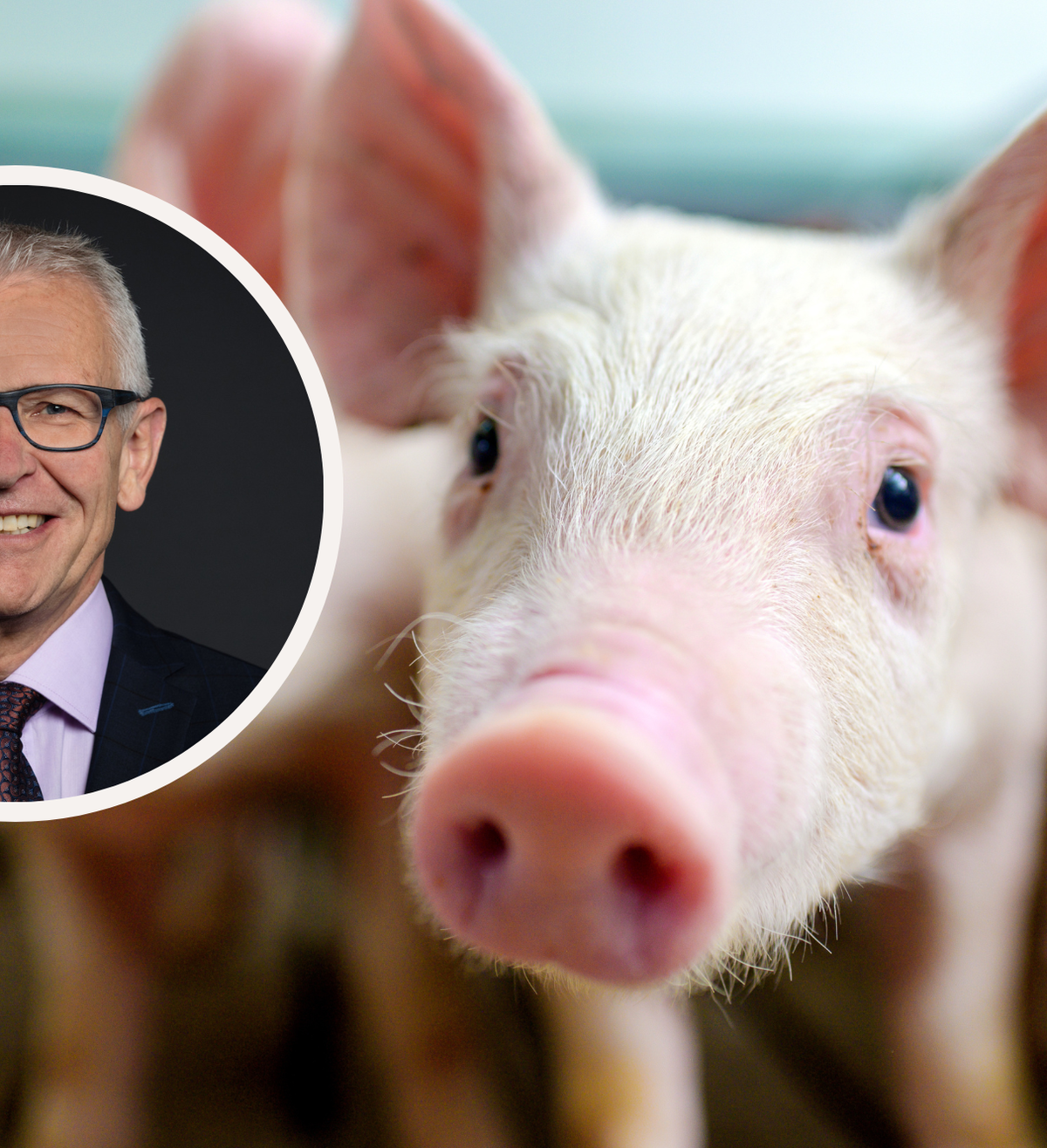 Leo Müller sorgt sich um die Luzerner Schweine