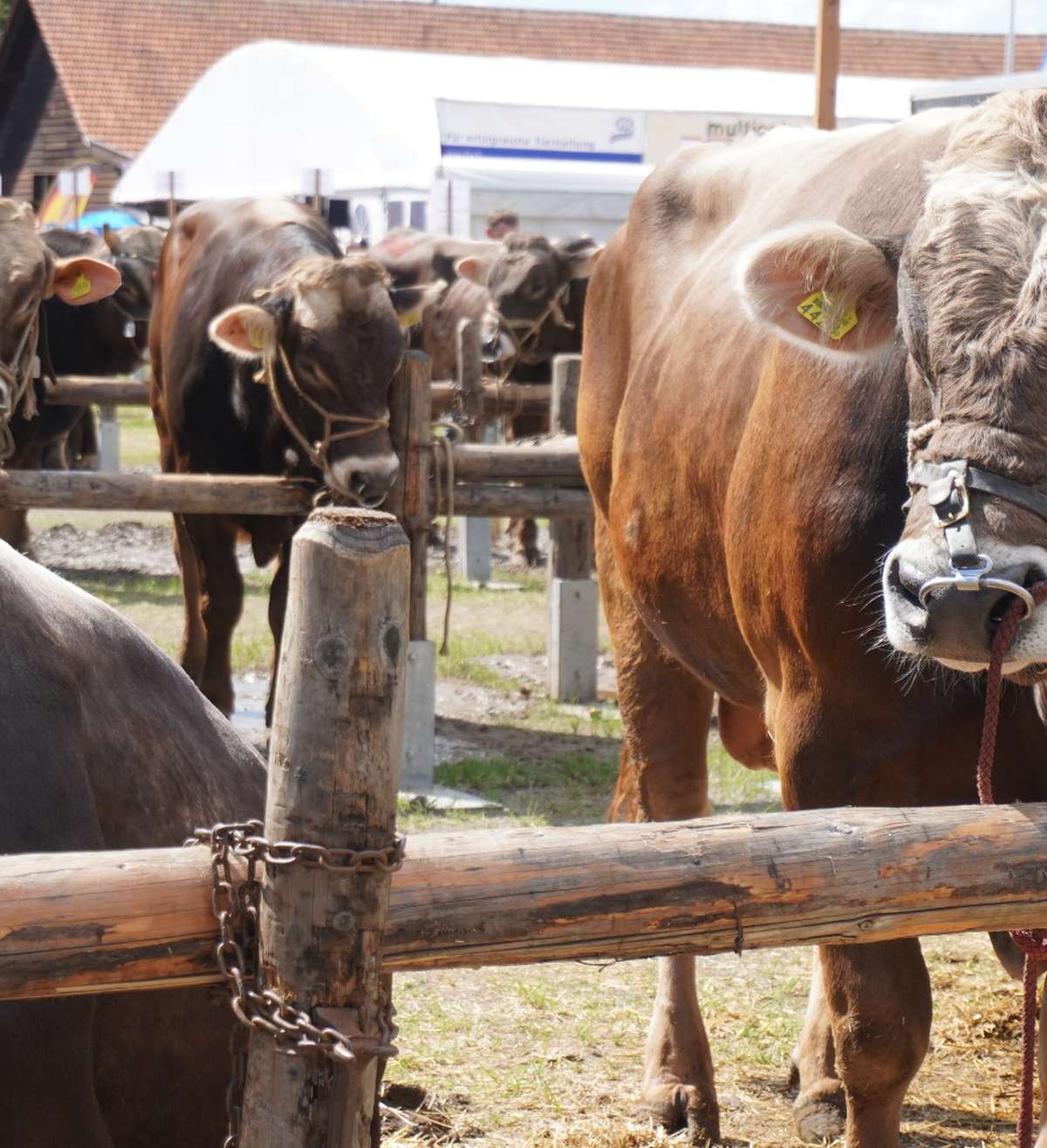 Stierenmarkt lockt 10’000 Besucherinnen nach Zug