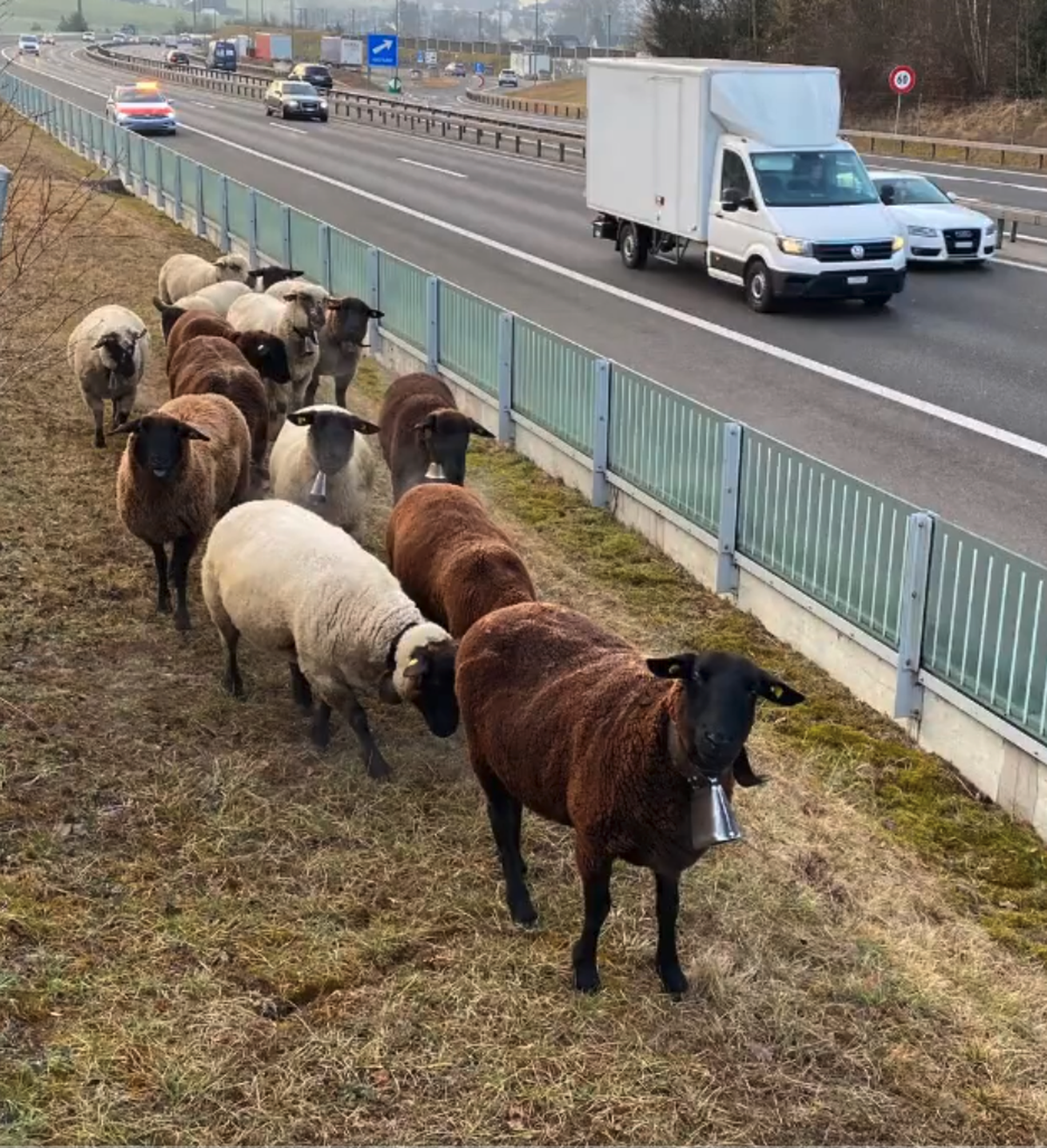 Ausgebüxte Schafe auf der A4: Zuger Polizei im Einsatz