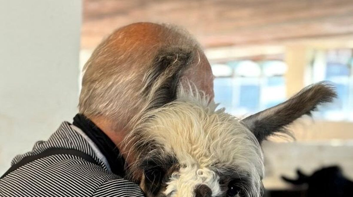 Auf dem Hof Vogelsang müssen auch Lamas zur Impfung