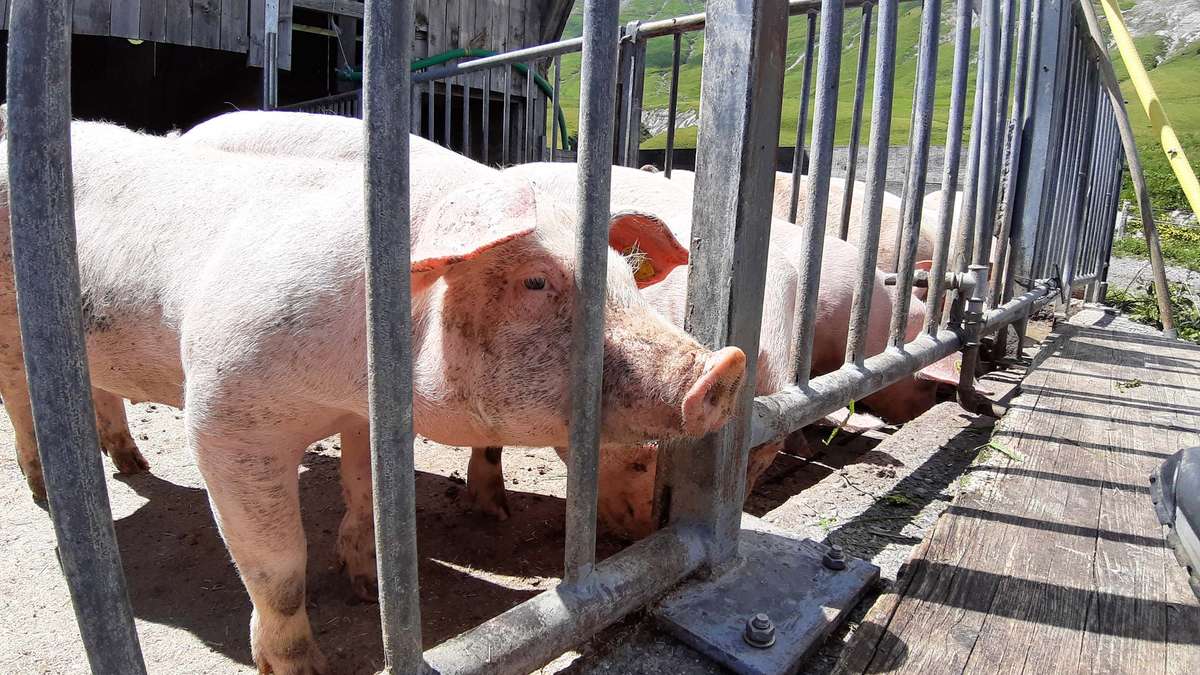 Säuli-Kanton Luzern hat zu viele Schweine
