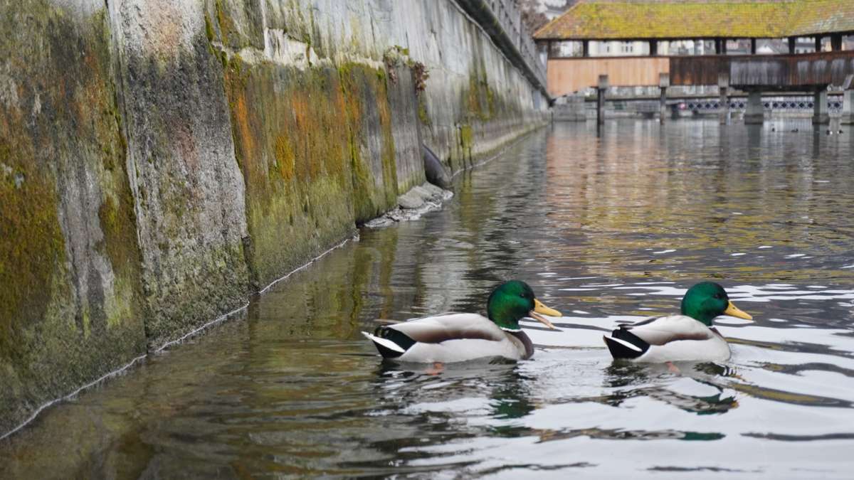 Bröckelnde Ufermauer der Reuss – jetzt wird saniert