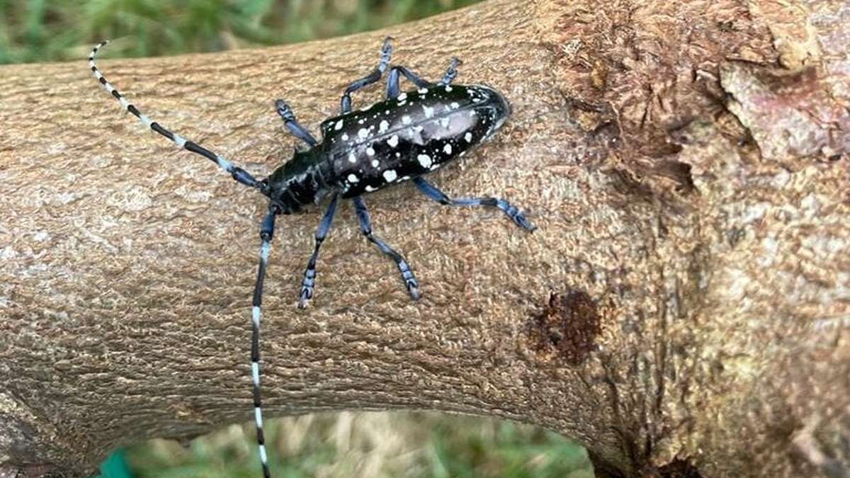 Zell: Schädlings-Käfer kostet bisher rund 250’000 Franken