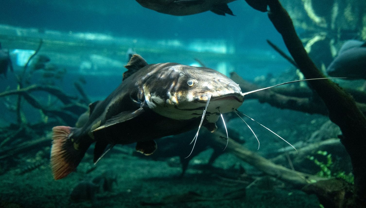 Riesenfisch im Zugersee: Sichtung heizt Gerüchte an