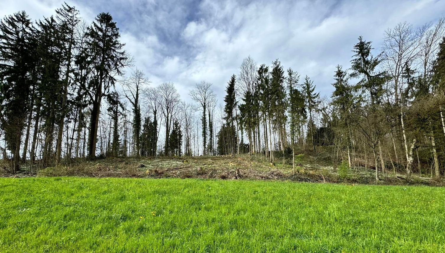 Zig Bäume gefällt – was geschieht in diesem Zuger Wald?