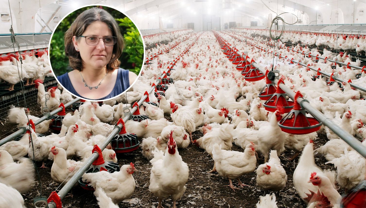 Dicke Luft in Adligenswil: Anwohner wehren sich gegen Hühner-Mastbetrieb