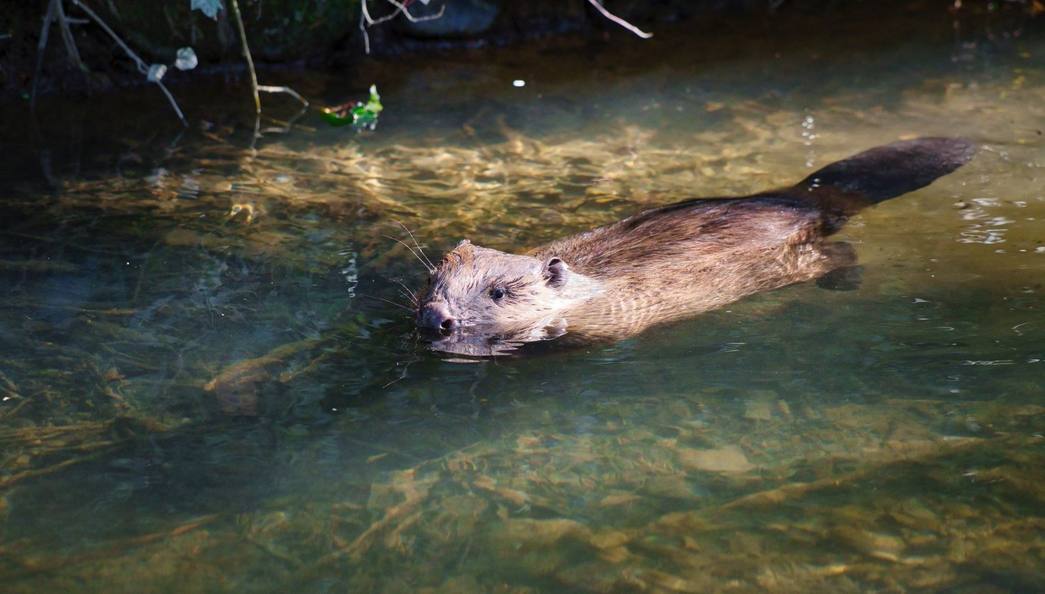 Wegen dieses Nagers müssen Hunde in Baar an die Leine