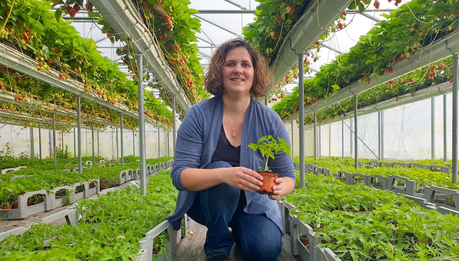 Tomaten aus Cham: Kooperation lässt die Herzen von Köchinnen und Gärtnern höherschlagen